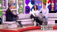 Долгожданный джек-рассел, прыгучая белка и кот-гурман. Видели видео? Часть 2