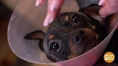 Собачку феном не сушить! Доброе утро. Фрагмент 