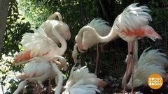 В мире. Розовые фламинго. Доброе утро. Фрагмент 