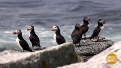 В мире. Редкие тупики. Доброе утро. Фрагмент 