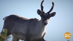 Тропы Кузнецкого Алатау. Доброе утро. Фрагмент 