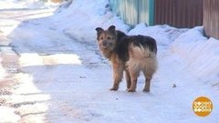 Дачные штрафы. Доброе утро. Фрагмент