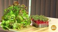Макро-польза от микрозелени? Доброе утро. Фрагмент 