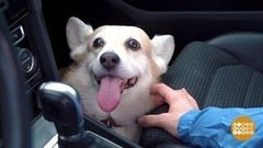 Собака-путешественница. Доброе утро. Фрагмент 