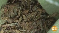 В мире. Нашествие саранчи. Доброе утро. Фрагмент 