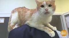 Заберите нас домой! Доброе утро. Фрагмент