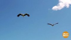 Аисты возвращаются! Доброе утро. Суббота. Фрагмент