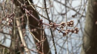 Врачи отвечают на вопросы о возможности вакцинации от COVID-19 в период сезонной аллергии