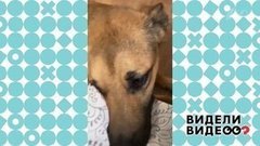 Уникальный дизайн для хозяйской обуви. Видели видео? Фрагмент