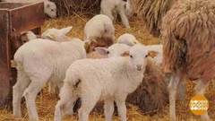 Ясли для зверят. Доброе утро. Фрагмент 