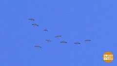 Высший пилотаж серых журавлей. Доброе утро. Фрагмент 