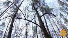 Что делать с аварийным деревом. Доброе утро. Фрагмент 