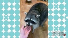 Как завтракают пушистые питомцы. Видели видео? Фрагмент