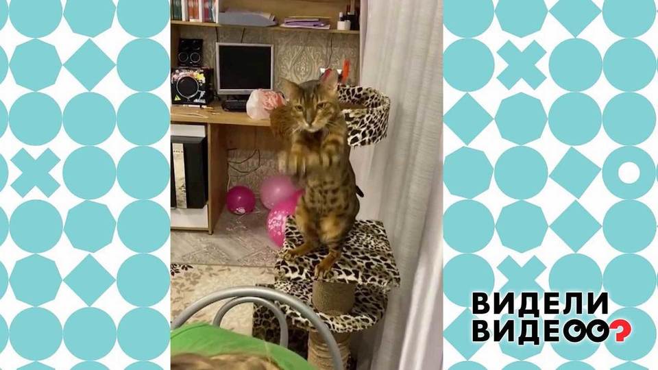 Аплодисменты от бенгала. Видели видео? Фрагмент.