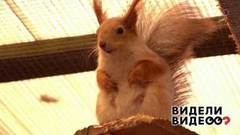 Беличье семейство. Видели видео? Фрагмент