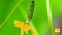 Огурчики по весне считают? Доброе утро. Фрагмент