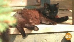 Чем заняться на даче? Доброе утро. Фрагмент