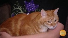 Кот и пес. Дачные приключения. Доброе утро. Суббота. Фрагмент