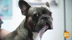 Как защитить собаку от клеща. Доброе утро. Фрагмент 