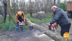 Дерево на даче: не рубите сплеча! Доброе утро. Фрагмент 