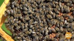 В поисках правильных пчел. Доброе утро. Фрагмент 