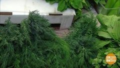  Такое все зеленое! И на столе — тоже. Доброе утро фрагмент 