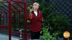 Томат огурцу не товарищ. Доброе утро. Суббота. Фрагмент