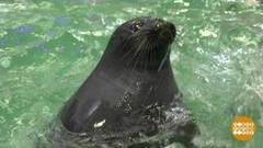 Улыбнитесь, нерпы, вас снимают! Доброе утро. Фрагмент