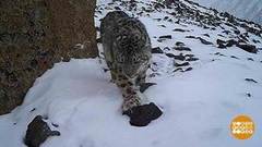 Ирбис. Маскировка 80 лвл. Доброе утро. Фрагмент 