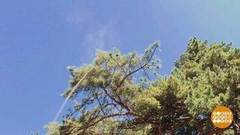 Хвойная пыльца. Рады люди, рады пчелы. Доброе утро. Фрагмент