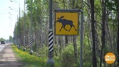 Осторожно, лоси! Доброе утро. Фрагмент 
