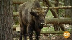 К зубрам, на новоселье. Доброе утро. Фрагмент 