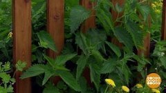 Крапивное ристалище. Доброе утро. Суббота. Фрагмент