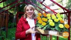 Да будет урожай! Доброе утро. Суббота. Фрагмент