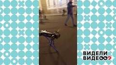 Очень умная собака-робот. Видели видео? Фрагмент