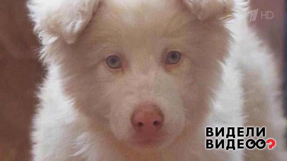 Новогодняя Серия Пса 2022 Новогодняя Серия Пса 2022