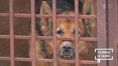 Бродячие собаки. Человек и закон. Фрагмент