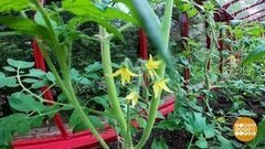 Томаты, не жируйте! Доброе утро. Суббота. Фрагмент