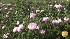 Миллион, миллион, миллион – всяких роз. Доброе утро. Суббота. Фрагмент 