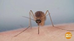 Если укусил комар… Доброе утро. Фрагмент 