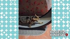 Кот-спортсмен. Видели видео? Фрагмент