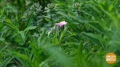 Когда цветет Иван-чай… Доброе утро. Фрагмент  