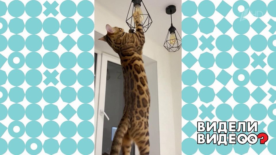 Бенгальский кот на люстре. Видели видео? Фрагмент.