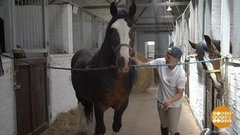 Вот это лошадки… Доброе утро. Фрагмент