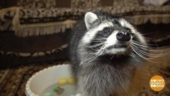 Спасаем ежиков и енотов. Доброе утро. Фрагмент