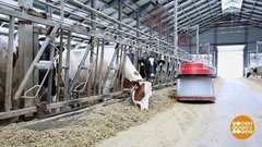 Про буренок и роботов. Доброе утро. Фрагмент