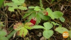 Земляника. Так и просится в рот! Доброе утро. Фрагмент