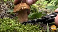 Айда за грибами! Доброе утро. Фрагмент