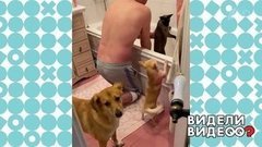 Нежный кот и его группа поддержки. Видели видео? Фрагмент