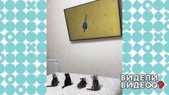 Телепрограммы для котят. Видели видео? Фрагмент